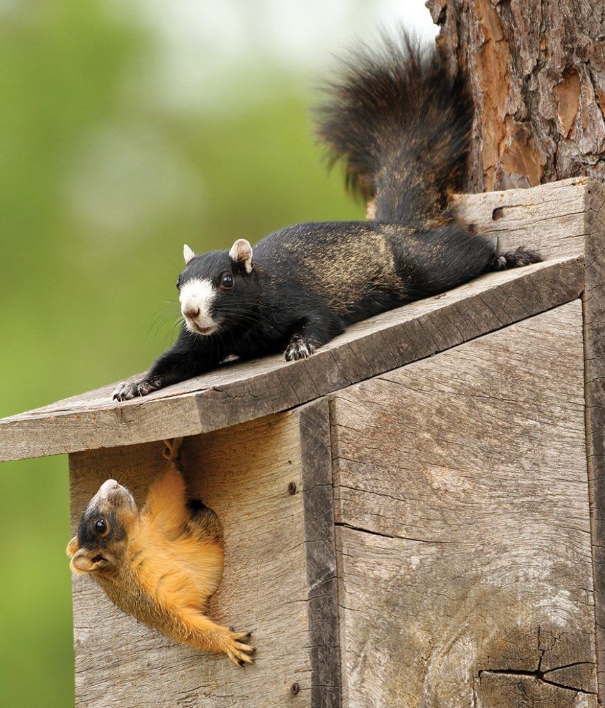 ps_squirrel2_0920-874x1024.jpg